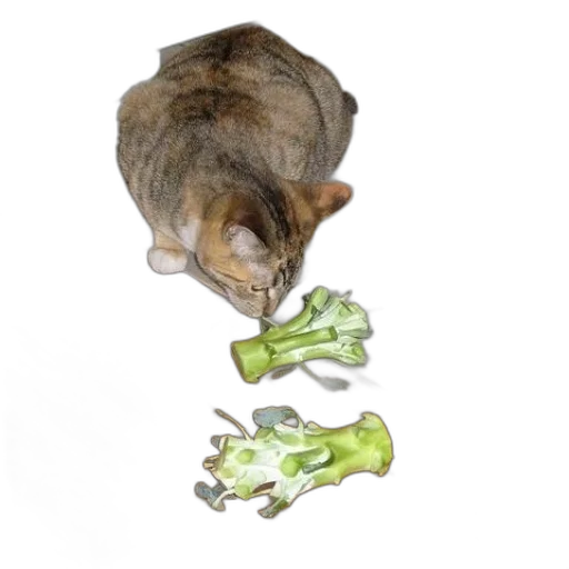 food, animal, shoes, weapon transparent PNG cut-out