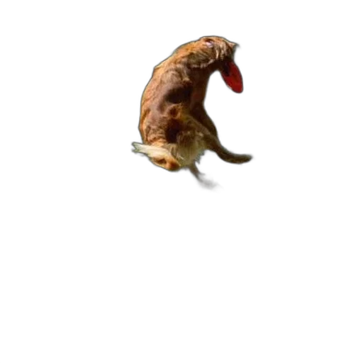 creature, animal, dragon, food transparent PNG cut-out
