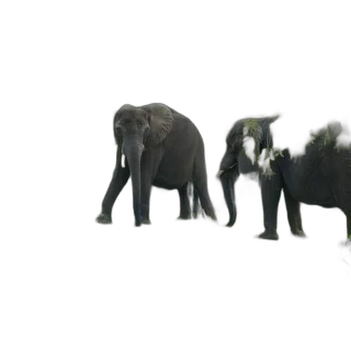 animal, staff, creature, concept art transparent PNG cut-out