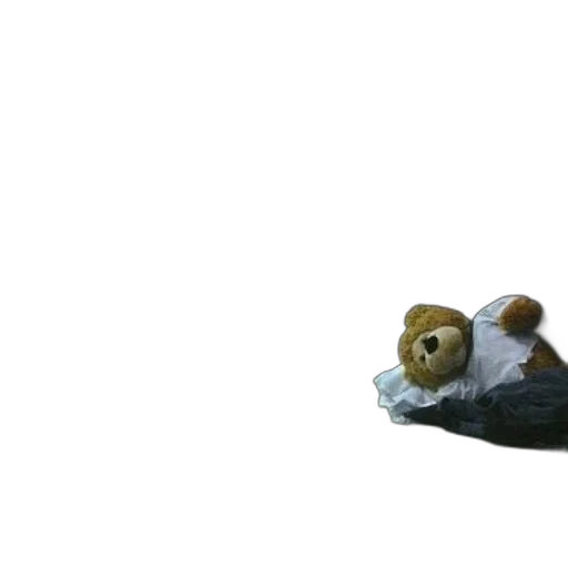 shoes, animal, creature, hat transparent PNG cut-out
