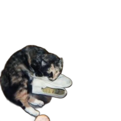 weapon, staff, animal, shoes transparent PNG cut-out