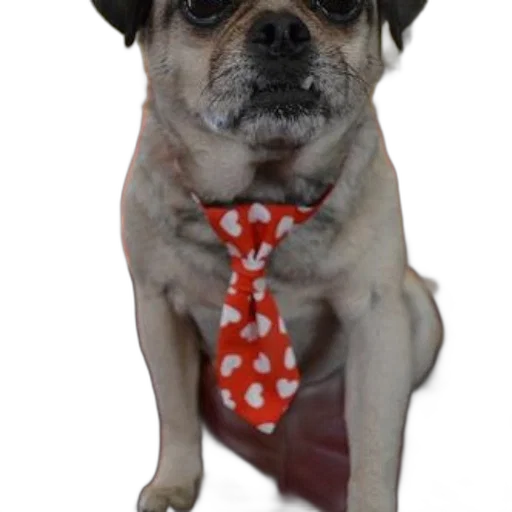 staff, animal, pug, dog transparent PNG cut-out