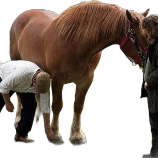 animal, staff, creature, photorealistic transparent PNG cut-out