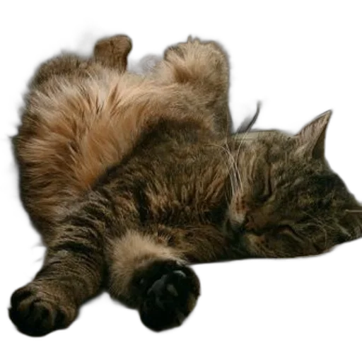 animal, staff, creature, furniture transparent PNG cut-out
