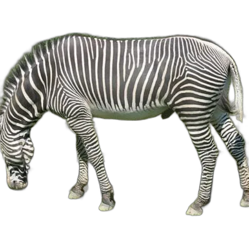 animal, creature, furniture, jewelry transparent PNG cut-out