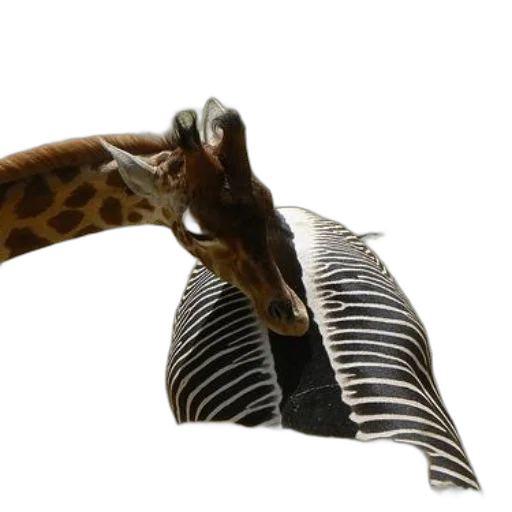 animal, shoes, creature, weapon transparent PNG cut-out