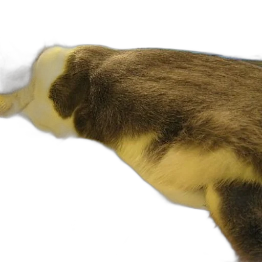 animal, staff, creature, hair transparent PNG cut-out