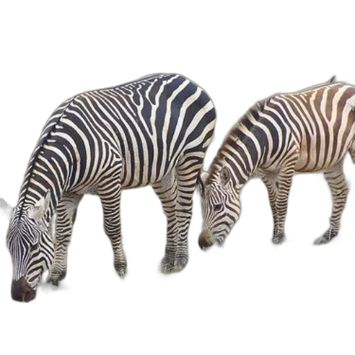 animal, creature, jewelry, furniture transparent PNG cut-out