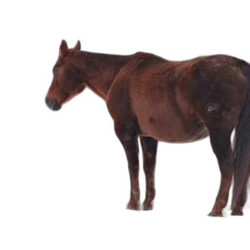 animal, creature, staff, hair transparent PNG cut-out