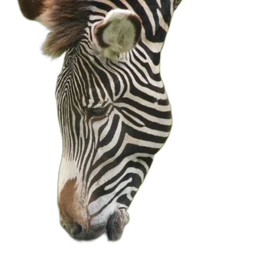 animal, creature, hat, staff transparent PNG cut-out