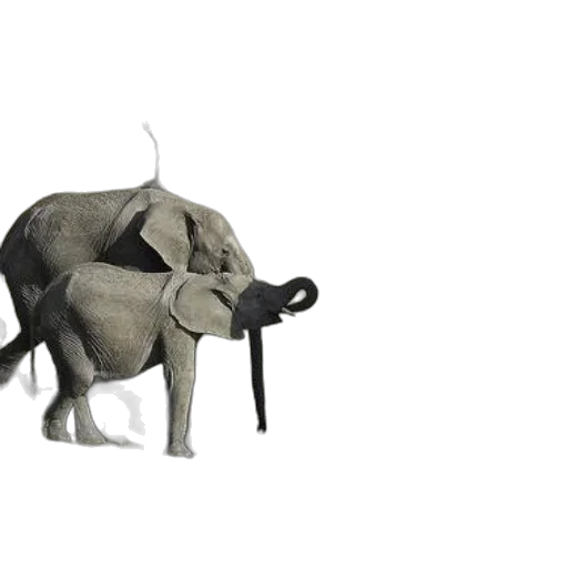 animal, umbrella, creature, weapon transparent PNG cut-out