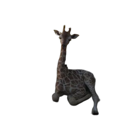 animal, creature, staff, crown transparent PNG cut-out
