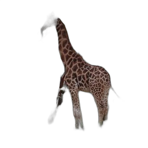 animal, creature, staff, hat transparent PNG cut-out