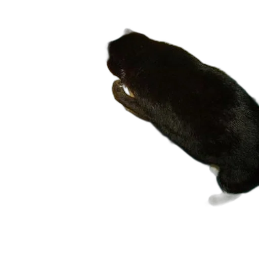 animal, creature, food, staff transparent PNG cut-out