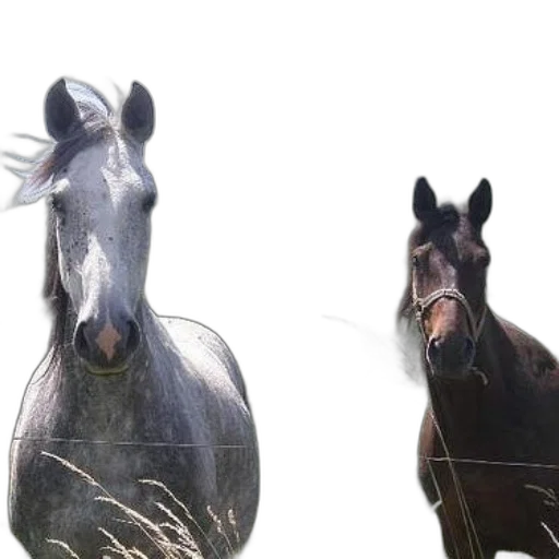 animal, photorealistic, 3d render, concept art transparent PNG cut-out