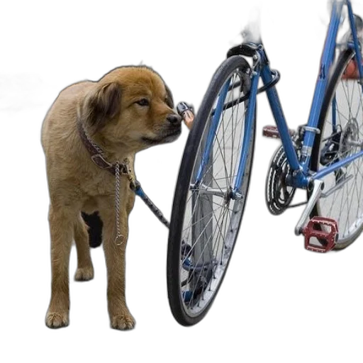 animal, creature, photorealistic, concept art transparent PNG cut-out