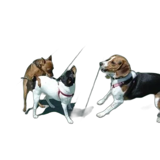staff, animal, concept art, 3d render transparent PNG cut-out
