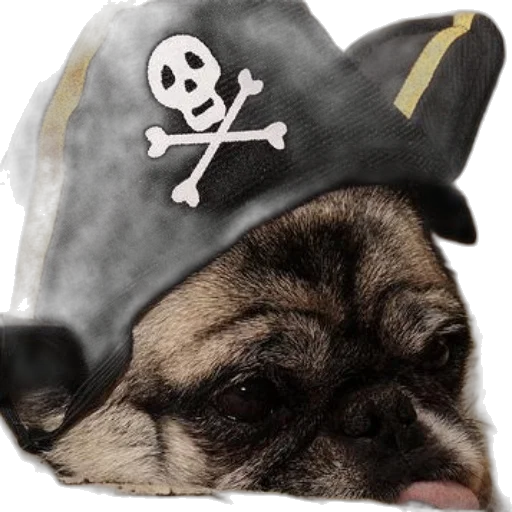 hat, staff, photorealistic, pug transparent PNG cut-out