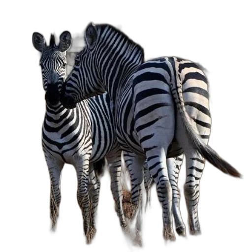 animal, creature, jewelry, 3d render transparent PNG cut-out
