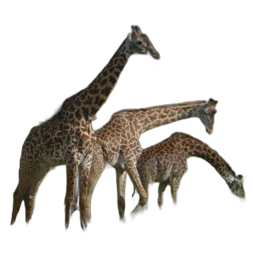 animal, creature, staff, dragon transparent PNG cut-out