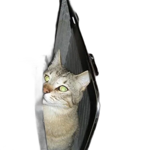 umbrella, animal, staff, creature transparent PNG cut-out