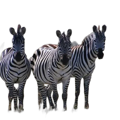 animal, creature, jewelry, 3d render transparent PNG cut-out