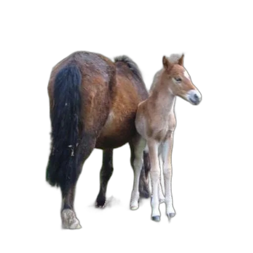 animal, staff, creature, hair transparent PNG cut-out