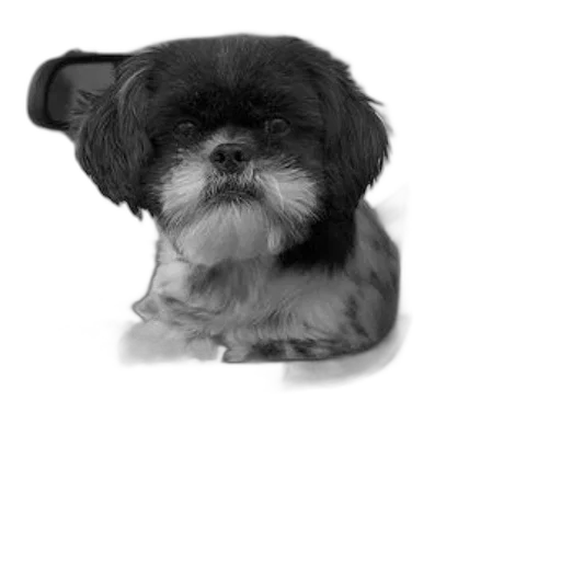 animal, creature, face, staff transparent PNG cut-out