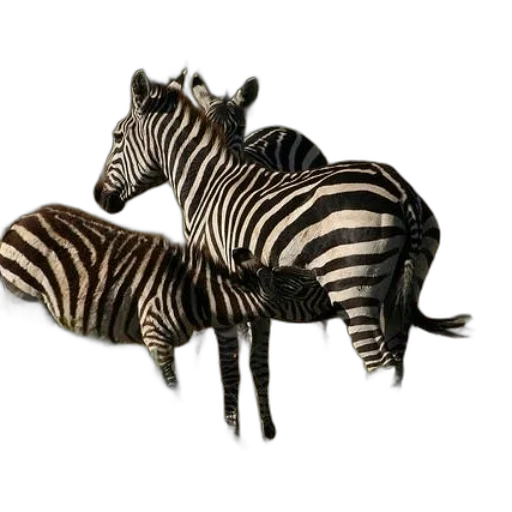 animal, jewelry, furniture, creature transparent PNG cut-out