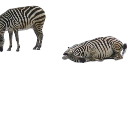 animal, creature, shoes, weapon transparent PNG cut-out