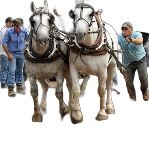 two, white, horses, pulling transparent PNG cut-out