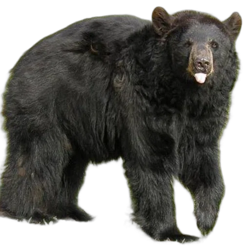animal, creature, staff, photorealistic transparent PNG cut-out