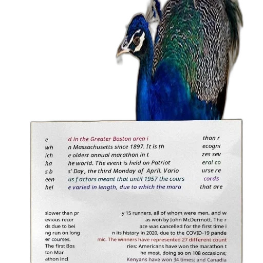 animal, jewelry, peacock, white transparent PNG cut-out