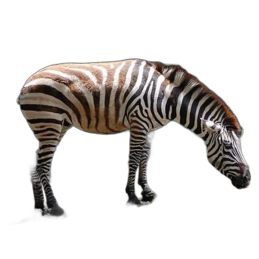 animal, creature, weapon, furniture transparent PNG cut-out