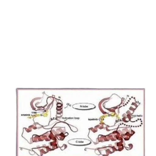 jewelry, cover, egfr, signaling transparent PNG cut-out