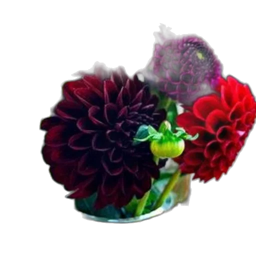 crown, flower, jewelry, hat transparent PNG cut-out