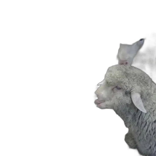 animal, snow, group, sheep transparent PNG cut-out