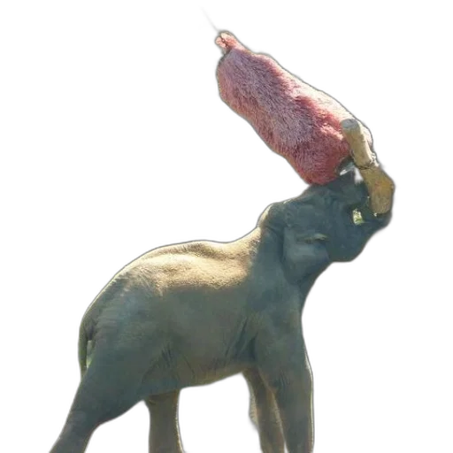 animal, food, hat, creature transparent PNG cut-out