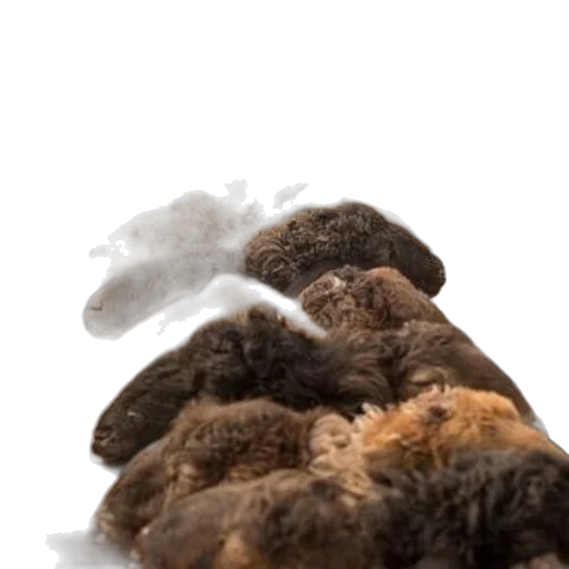 hair, animal, hat, food transparent PNG cut-out