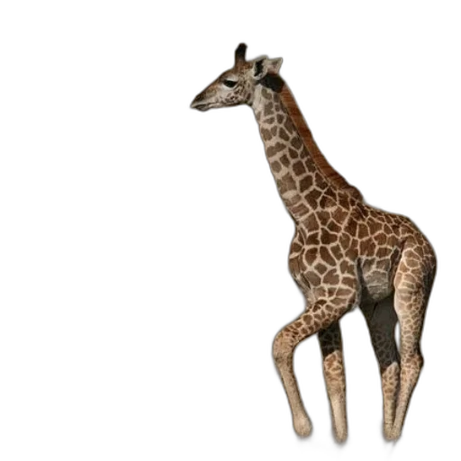animal, creature, staff, jewelry transparent PNG cut-out