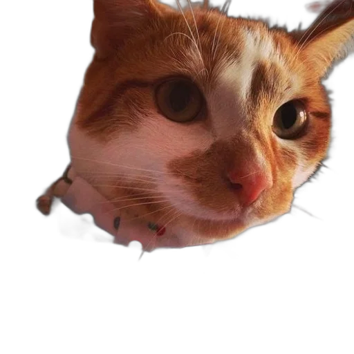 animal, face, creature, mask transparent PNG cut-out