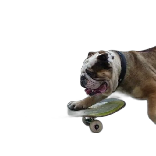 animal, photorealistic, 3d render, bulldog transparent PNG cut-out
