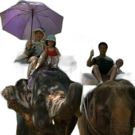 umbrella, animal, photorealistic, 3d render transparent PNG cut-out