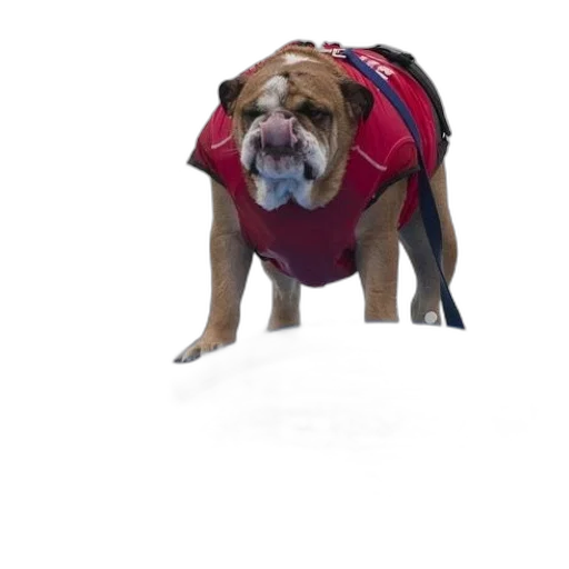 jacket, animal, creature, staff transparent PNG cut-out