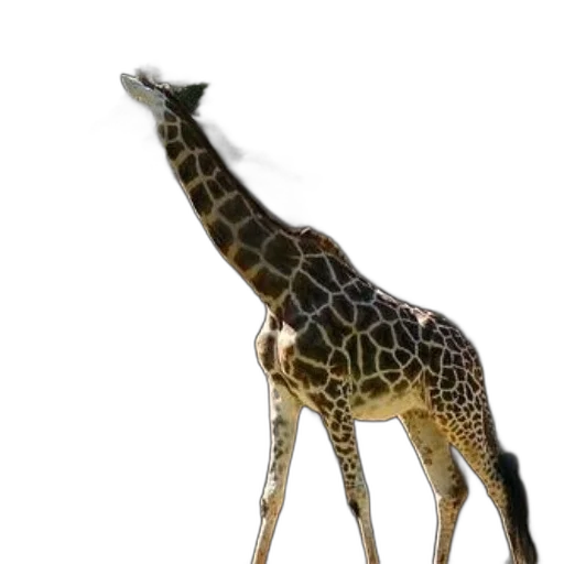 animal, creature, staff, jewelry transparent PNG cut-out