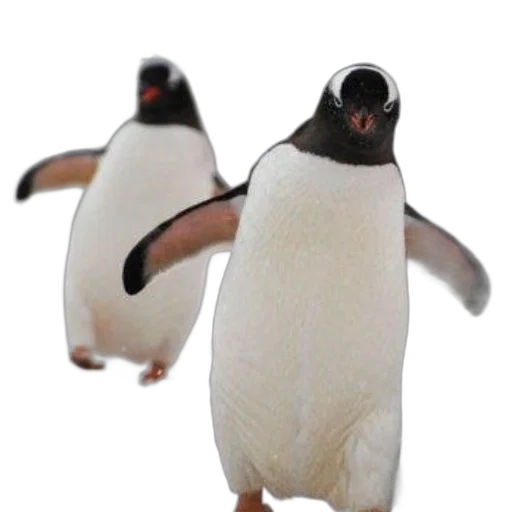 animal, creature, staff, robot transparent PNG cut-out