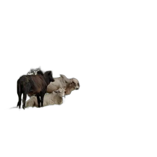 animal, hair, hat, food transparent PNG cut-out