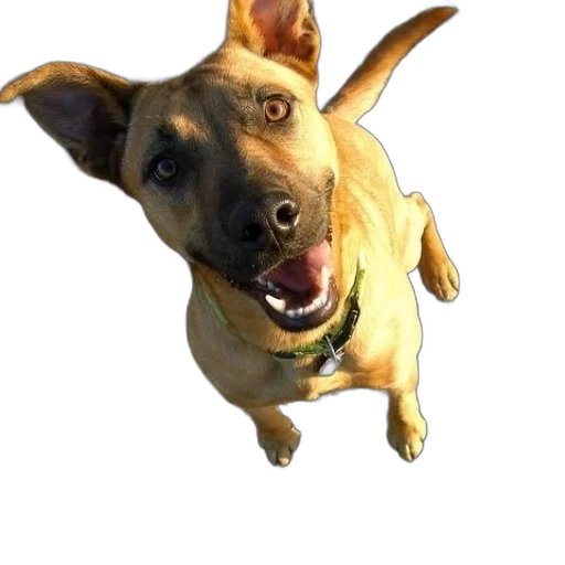 animal, staff, creature, face transparent PNG cut-out