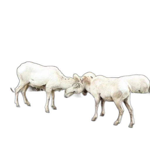 animal, food, jewelry, weapon transparent PNG cut-out
