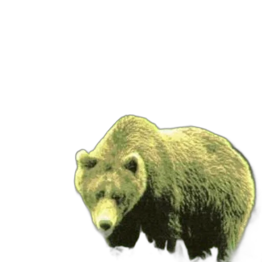 animal, creature, face, staff transparent PNG cut-out